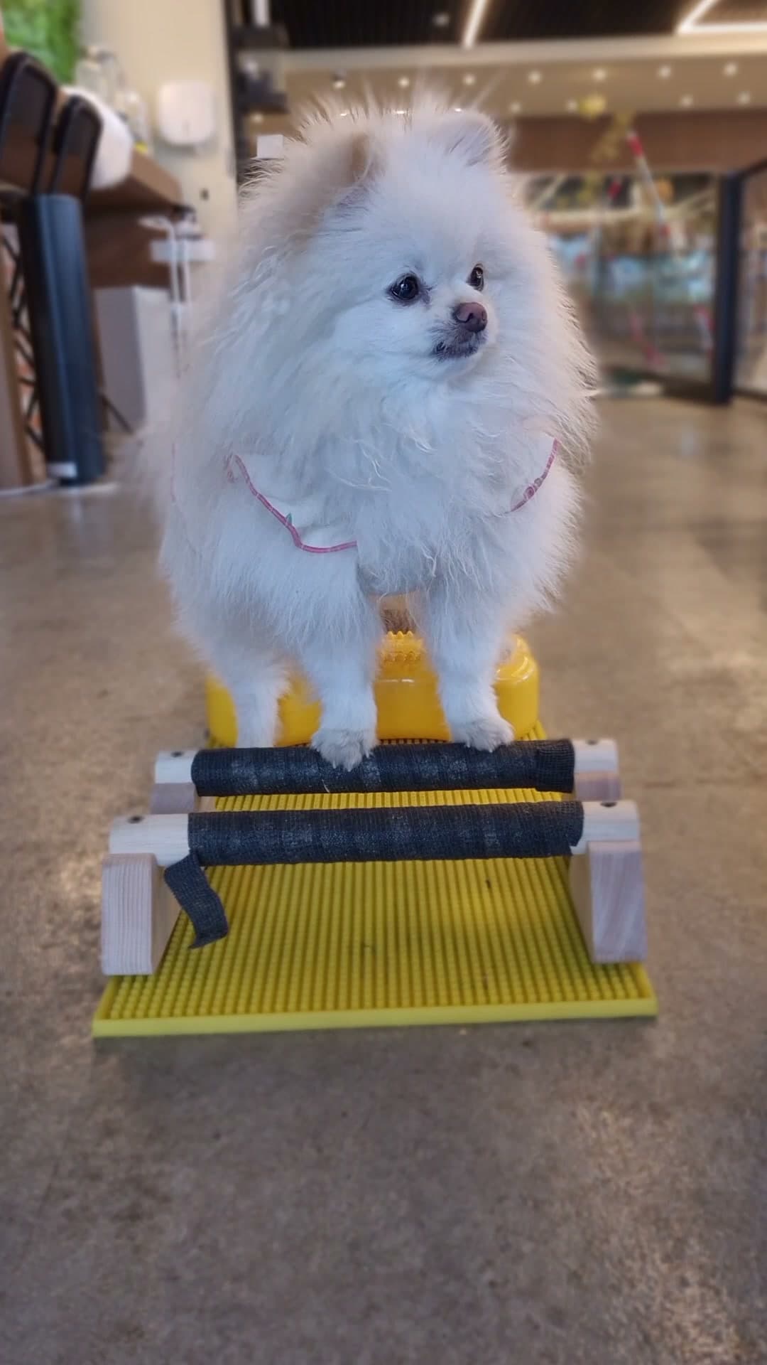 포메라니안 카발레티 균형 훈련