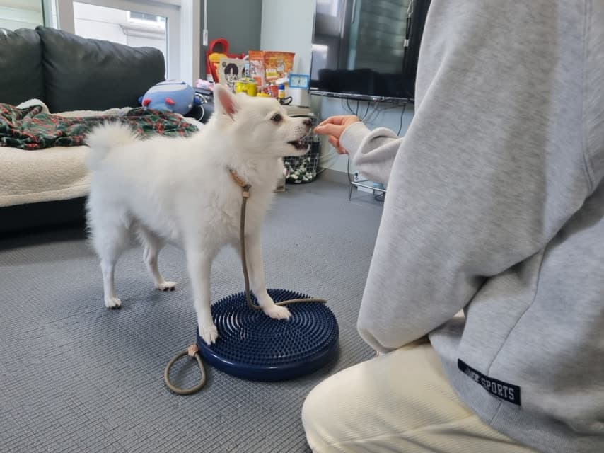 디스크 위에서 균형 잡는 강아지