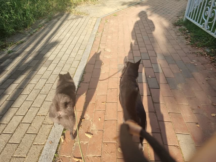 노을 아래 산책 중인 강아지들